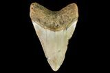 Fossil Megalodon Tooth - North Carolina #109686-2